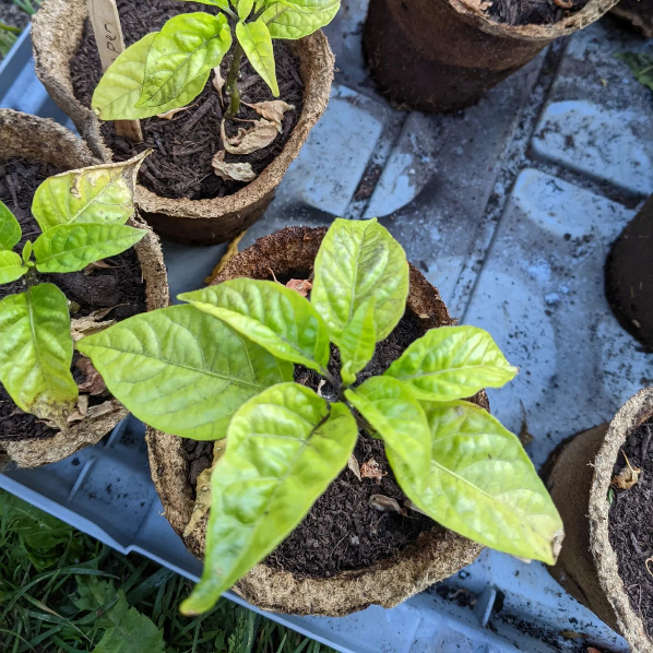 Pepper plants in cow pots